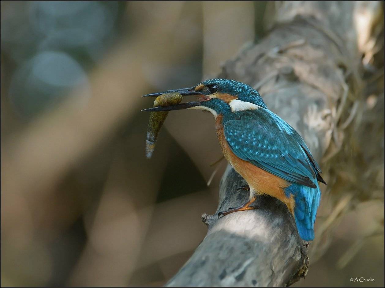 зимородок,рыбка,птица,рыбак, Александр Чувилин