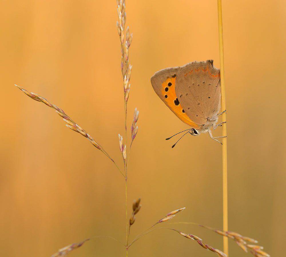 , Pawel Plucinski