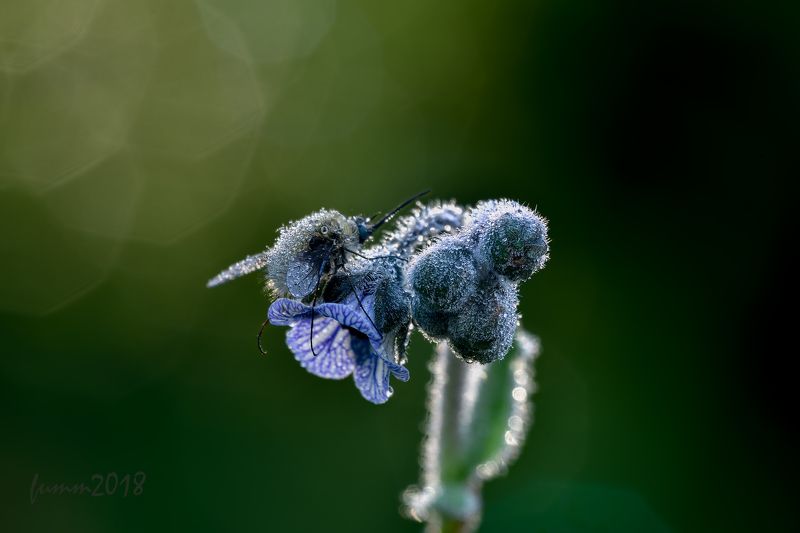 ЖУЖА И МЕДУНИЦА фото превью