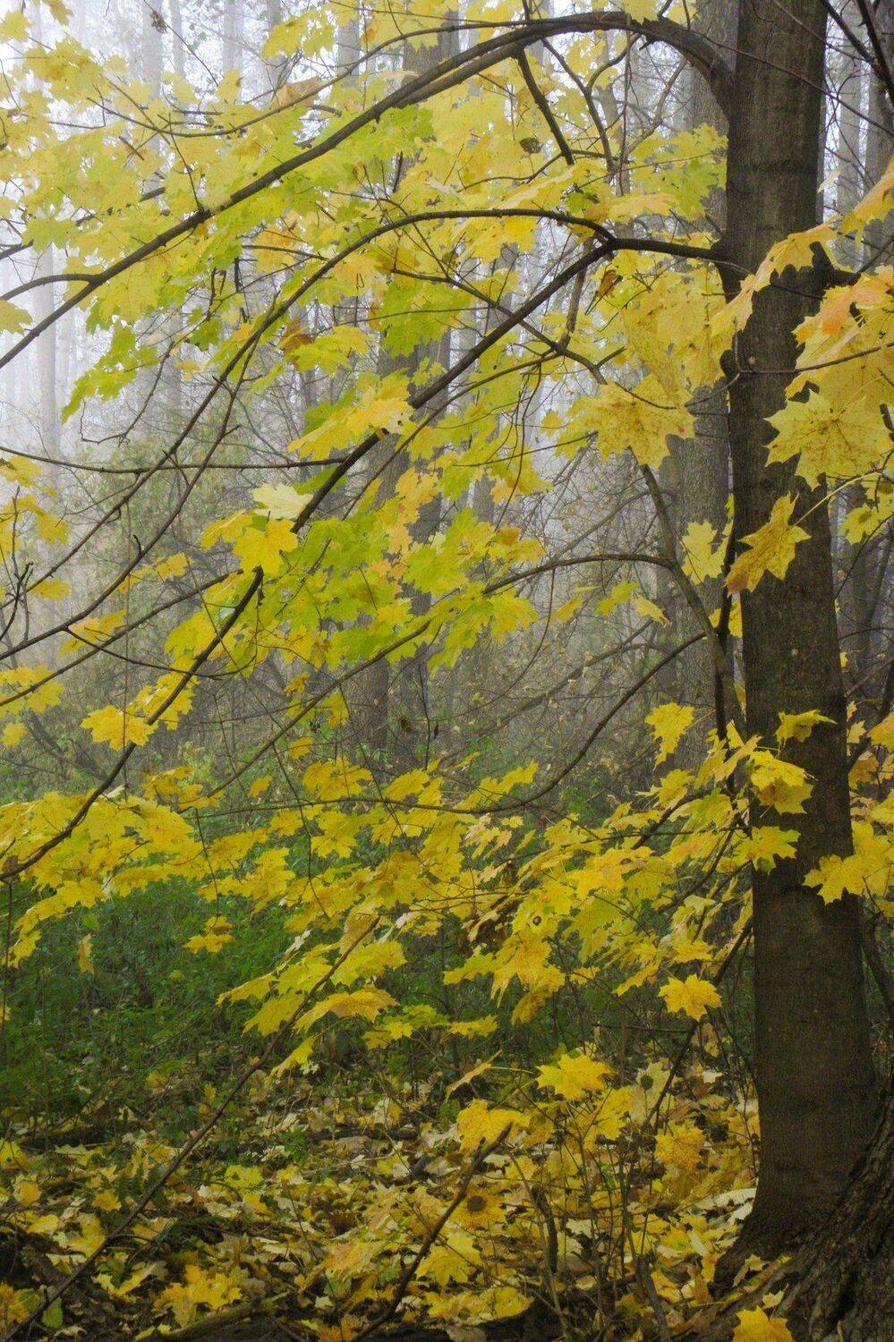 , Руслан Востриков