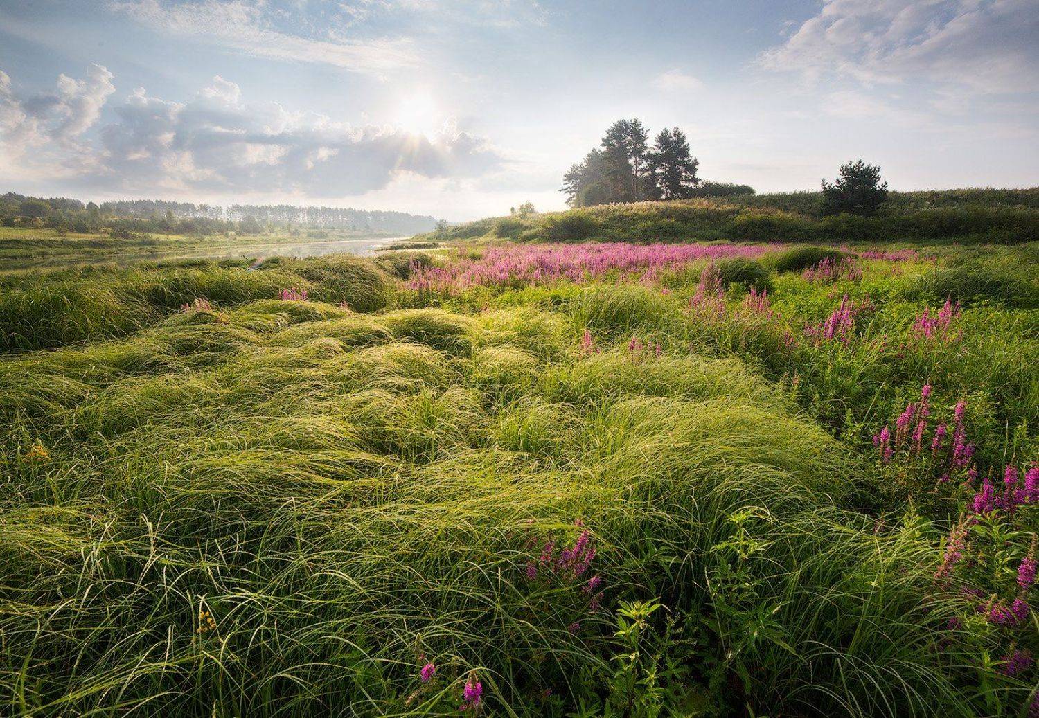 landsacpe, morning, grass, sky, утро, пейзаж, Голубев Дмитрий