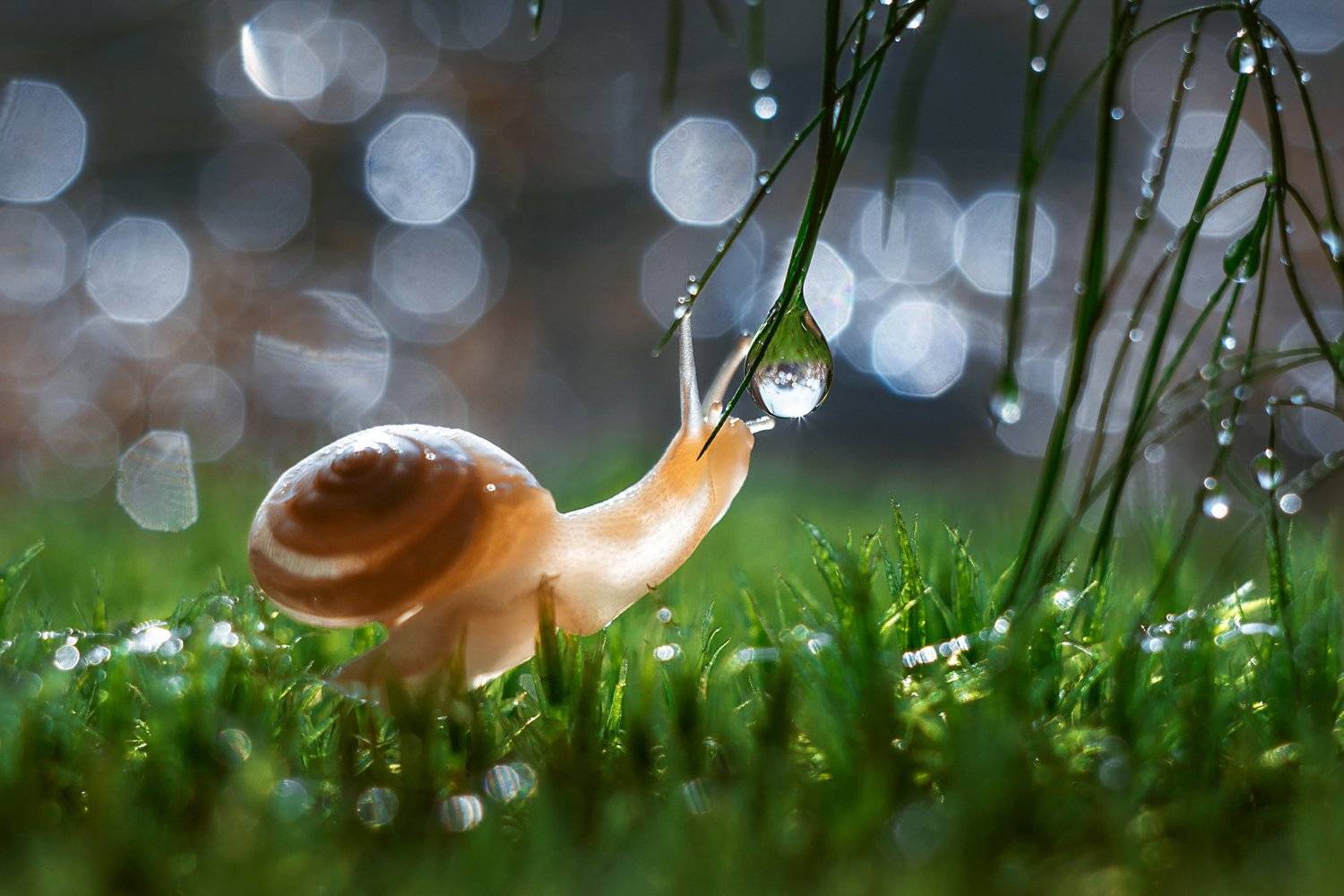 улитка, роса, макро, макро фото, природа, красота, никон, гелиос,snail, dew, macro, macro photo, nature, beauty, nikon, helios,, Анна Дегтярёва