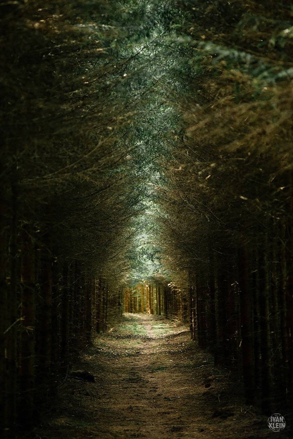 лес,чаща,деревья,ёлки,дорога,тоннель,тропа,путешествие,поездка,исследование,природа,пейзаж,, Иван Клейн