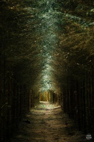 Тоннель в лесу