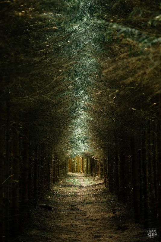 лес,чаща,деревья,ёлки,дорога,тоннель,тропа,путешествие,поездка,исследование,природа,пейзаж, Тоннель в лесу фото превью