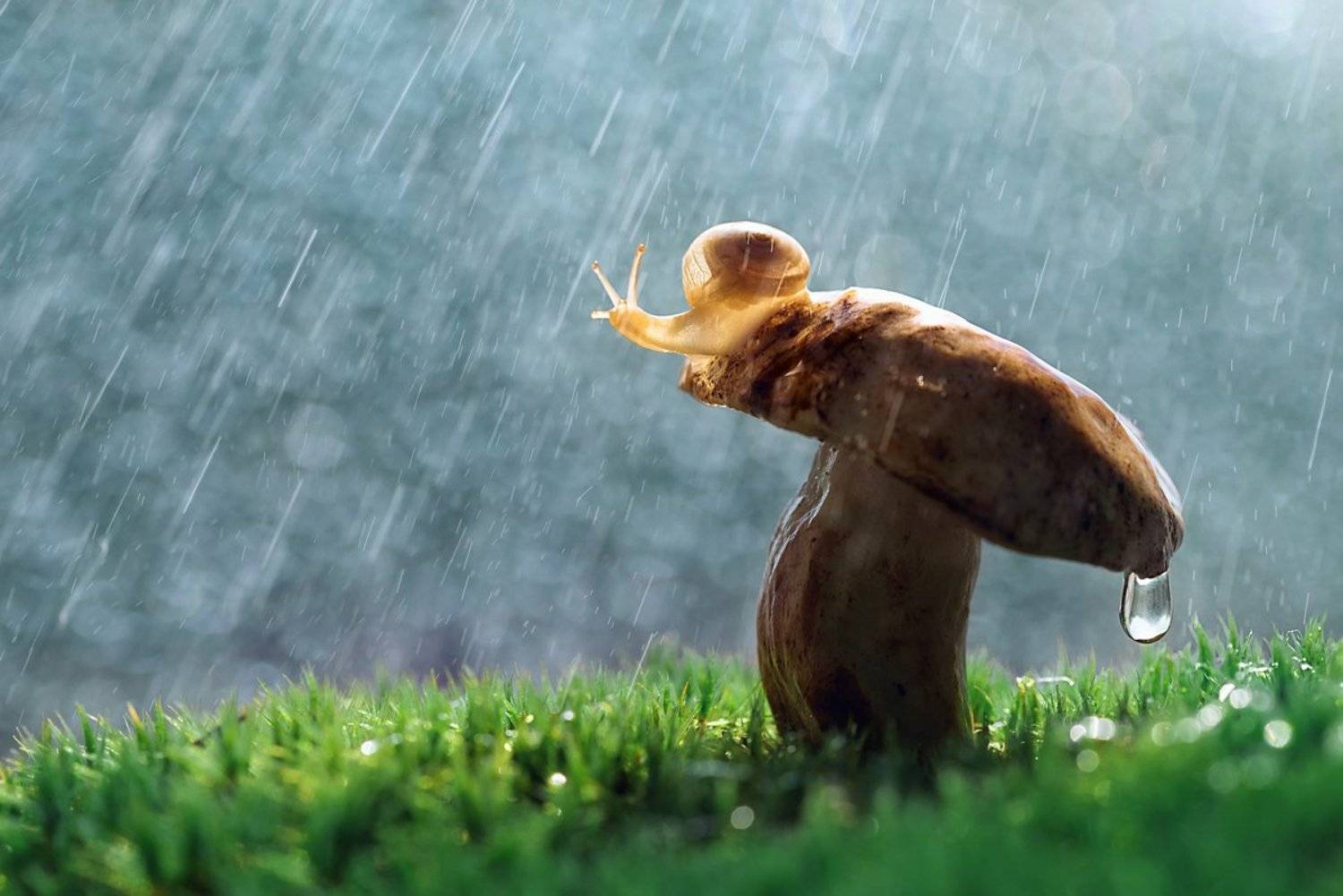 макро, макрофото, улитка, гриб, дождь, лес, природа, капли, никон, сигма, сигма105, macro, macro, snail, mushroom, rain, forest, nature, drops, nikon, sigma, sigma105,, Анна Дегтярёва