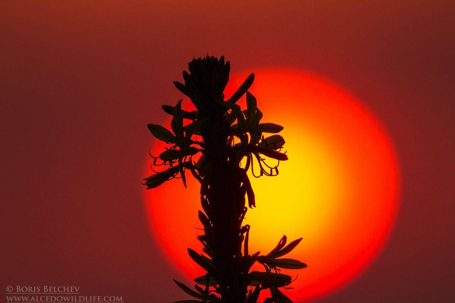 , Борис Белчев