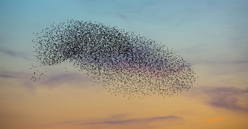 мурмурация \