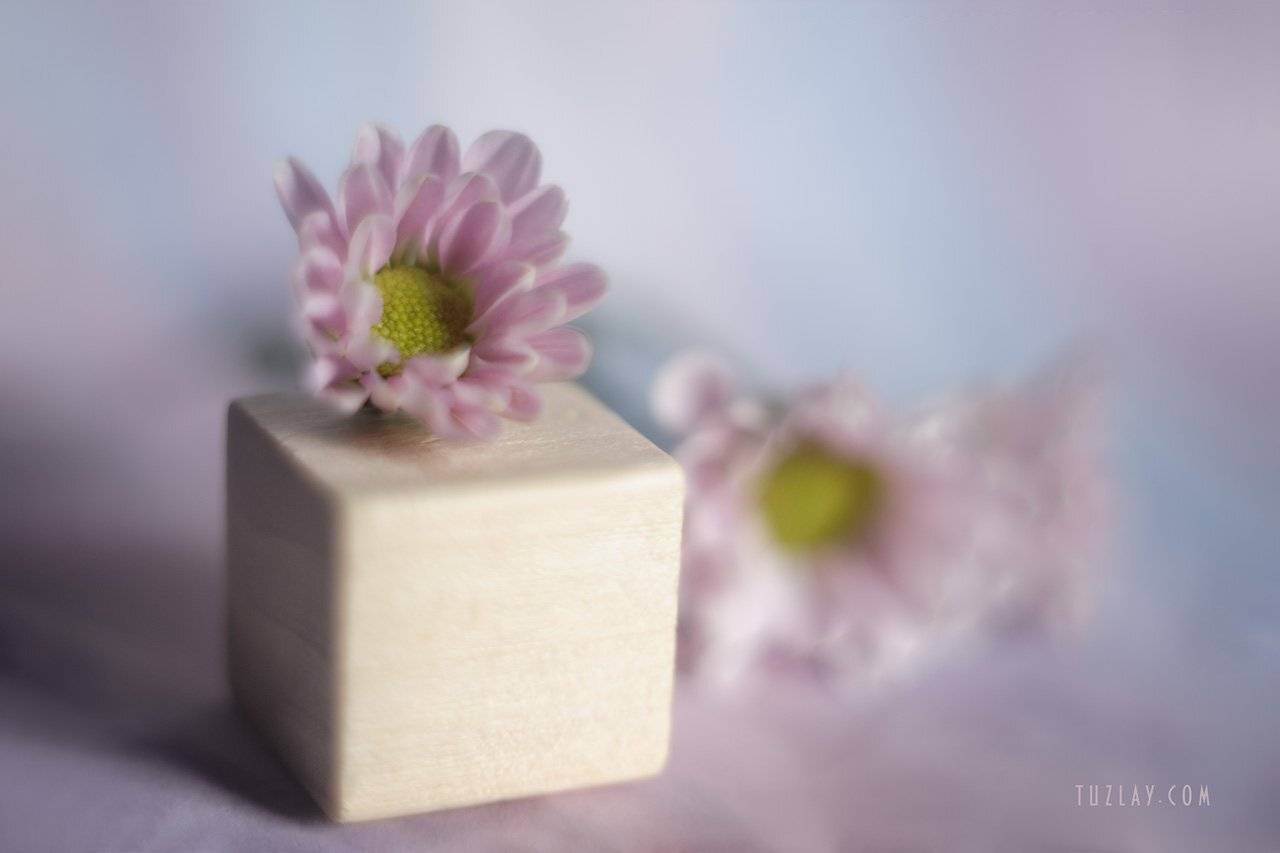 хризантемы, розовый цветок, розовые тона, гелиос 44-2, Владимир Тузлай