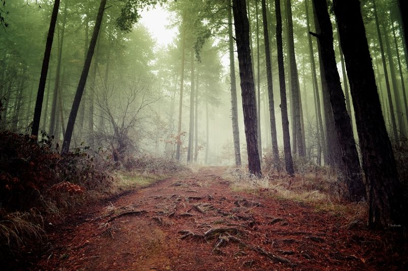 bulgaria seasons beautiful colors kyustendil places landscapes mist trees forest fog nature деревья лес туман природа Mystic forest  фото превью
