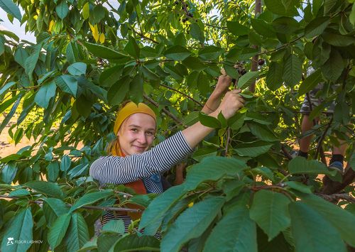 Серия «Фоторепортаж уборки черешни»