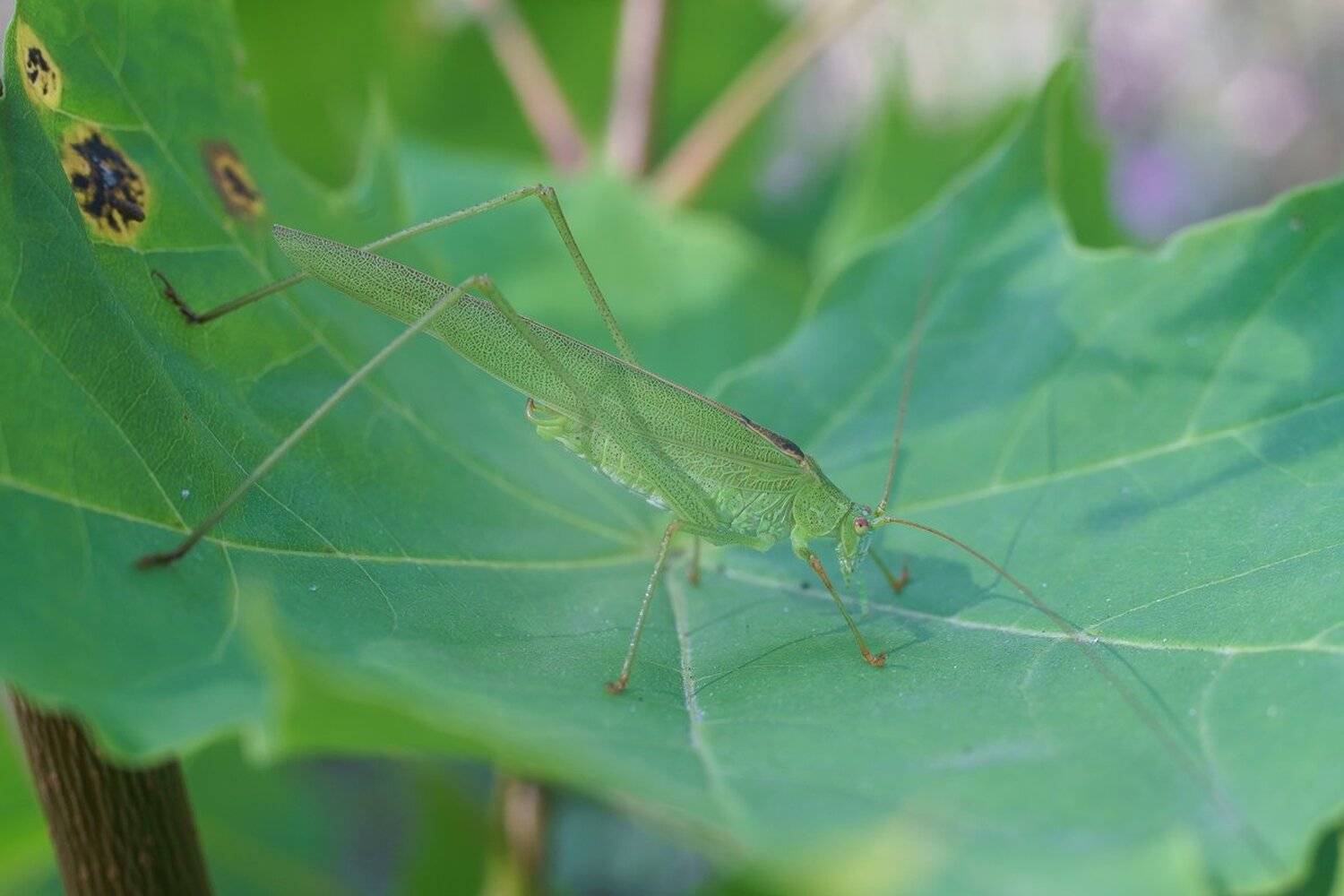 , Кузнецов Дмитрий
