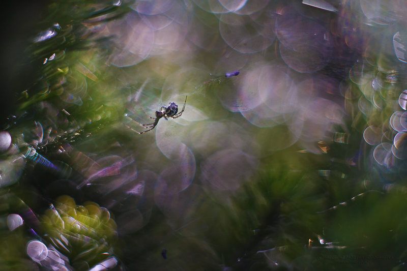 Spider galaxy фото превью