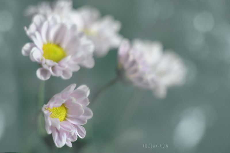 хризантемы, розовый цветок, розовые тона, гелиос 44-2, боке, bokeh Хризантемы фото превью