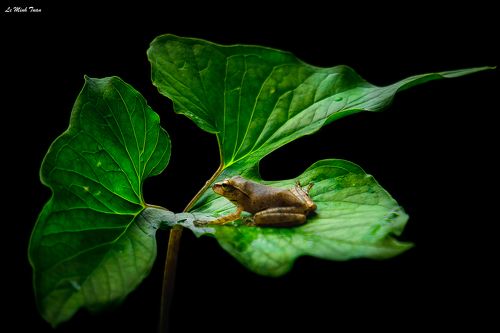Tree frog