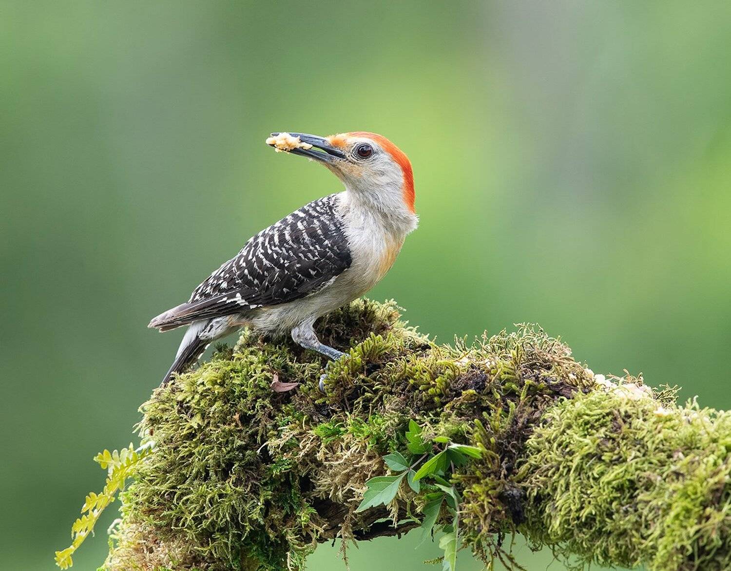 дятел, каролинский меланерпес, red-bellied woodpecker, woodpecker, Elizabeth Etkind