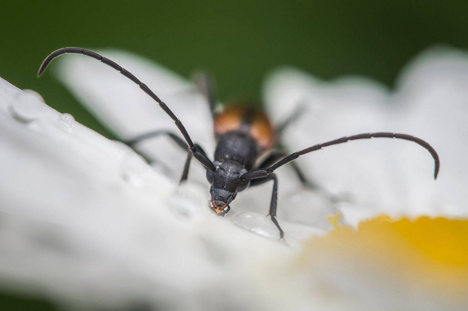 , Евгения Муравская