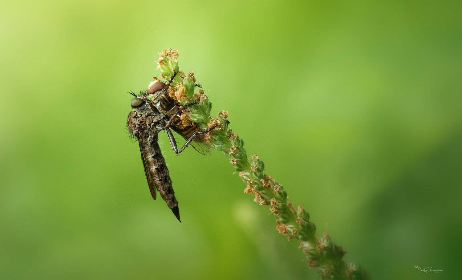 природа, бабочки, паучки, макро, Дмитрий Посевич