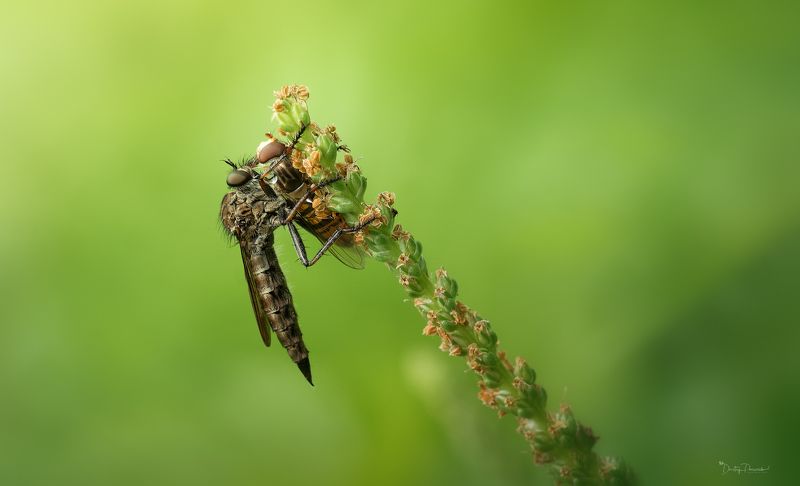 Удачная охота фото превью