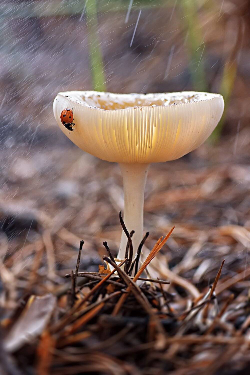 гриб,жук,вода,дождь,хвоя,красный,свет,лес, Юрий Котов