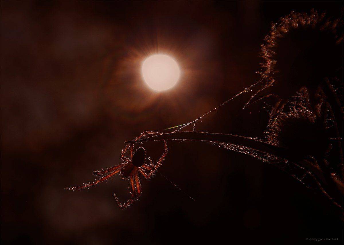 , Валерий Субачев