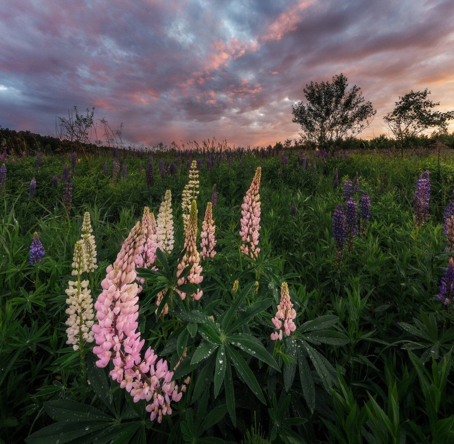 люпины, природа, пейзаж, Мартыненко Дмитрий