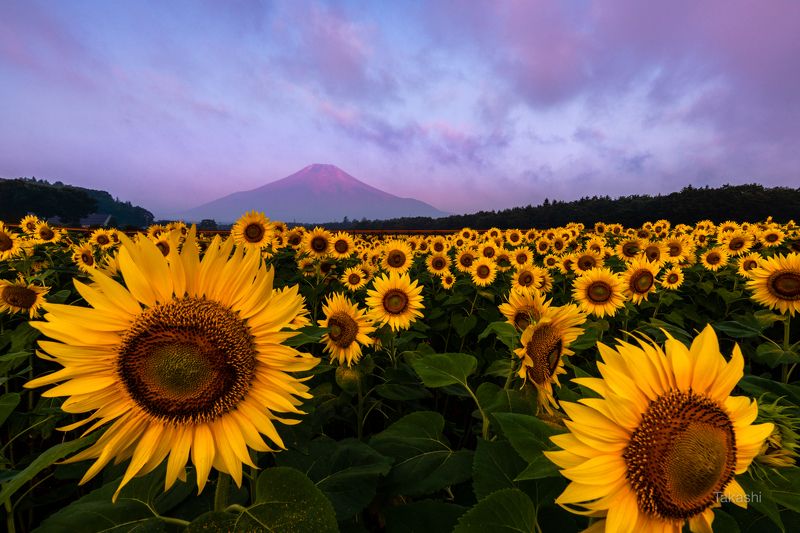 Fuji,Japan,mountain,cloud,yellow,flower,sun flower,summer,morning,beautiful, Yellow faces фото превью