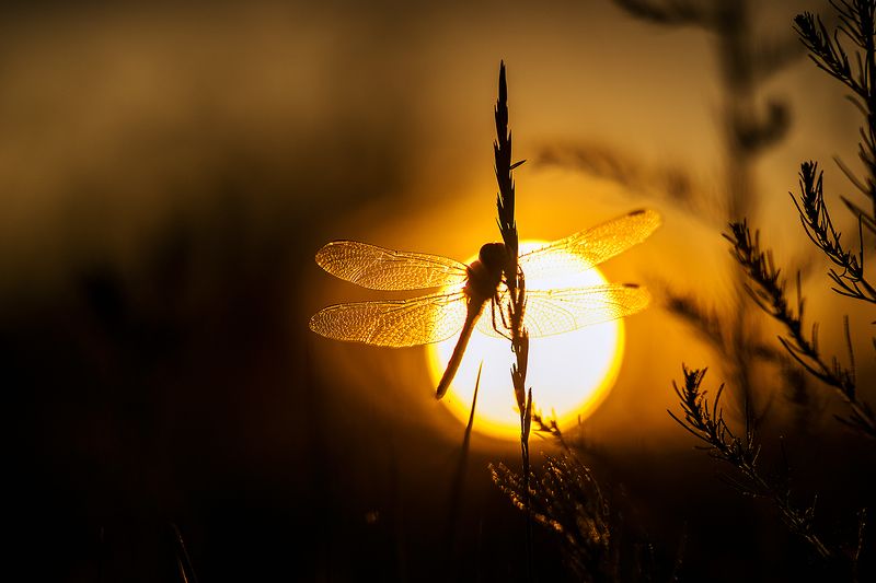 ... фото превью