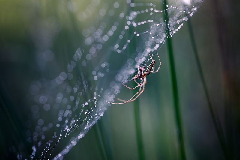 spider,insects,spider web,light,bokeh,beautiful,fairy,macro,wild,nature,insect,drops Spider фото превью