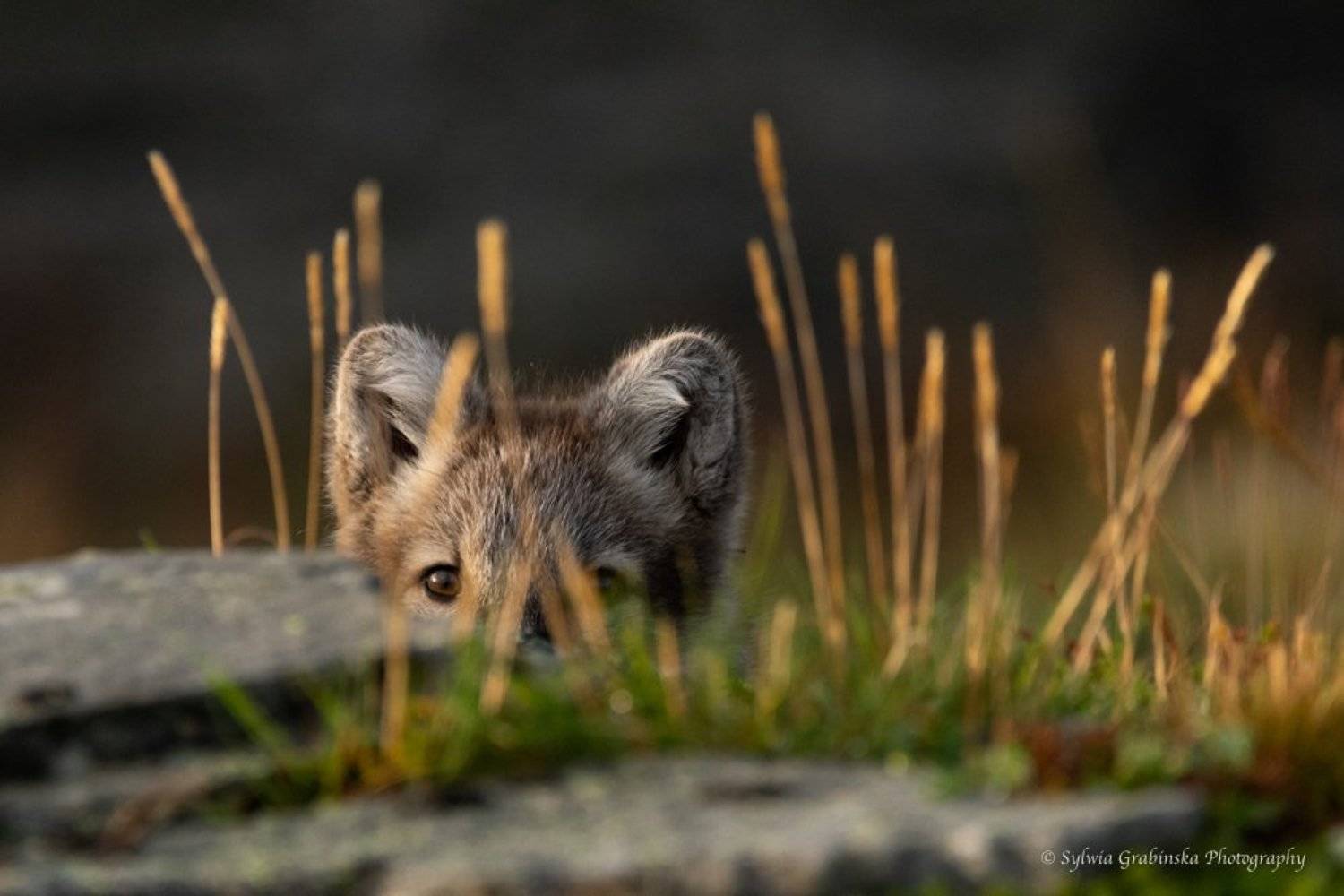arctic fox, fox, animals, norway, fjelrev, fj&auml;llr&auml;v, wildlife, nature, Sylwia Grabinska