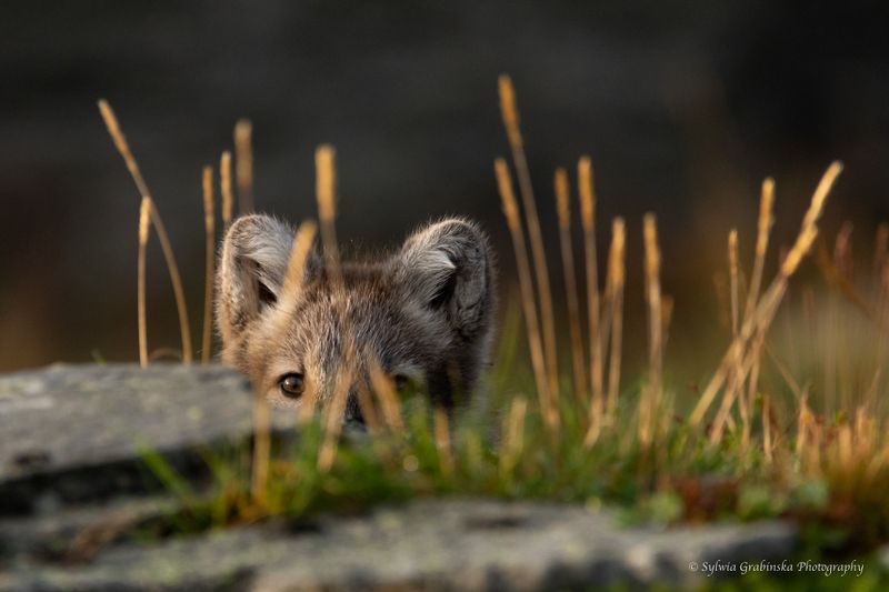 arctic fox, fox, animals, norway, fjelrev, fjällräv, wildlife, nature  фото превью