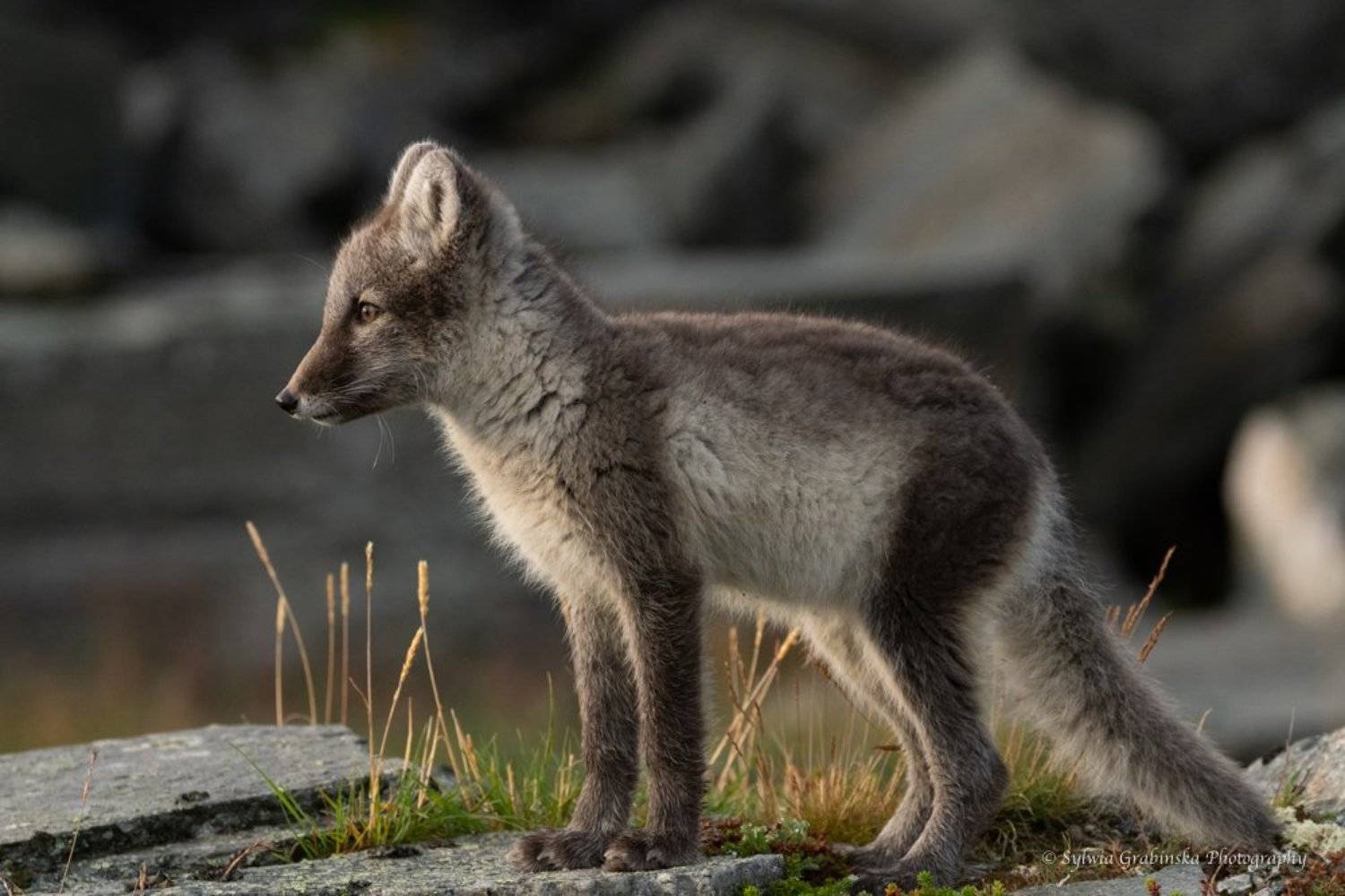 arctic fox, fox, animals, norway, fjelrev, fj&auml;llr&auml;v, wildlife, nature, Sylwia Grabinska