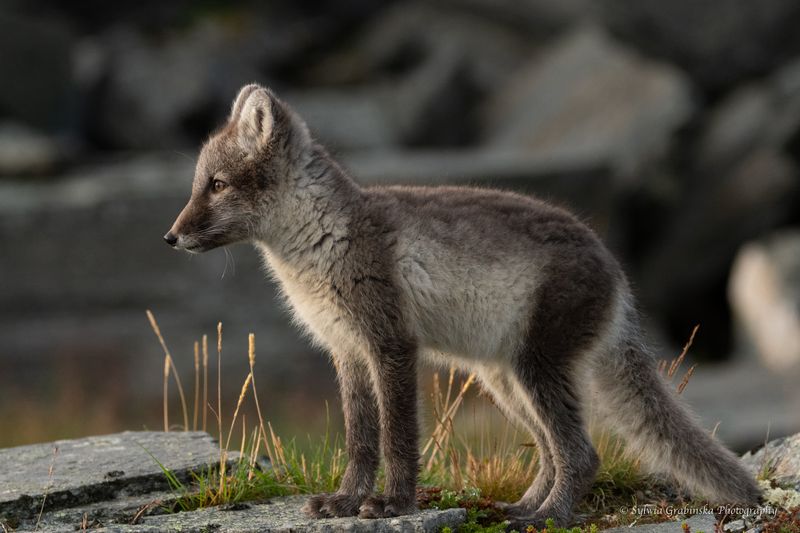 arctic fox, fox, animals, norway, fjelrev, fjällräv, wildlife, nature Observator фото превью