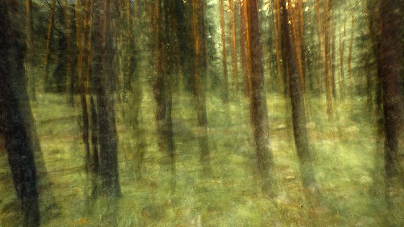 Wood фото превью