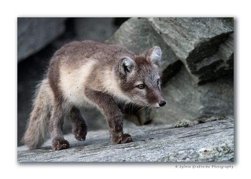 Hunter
