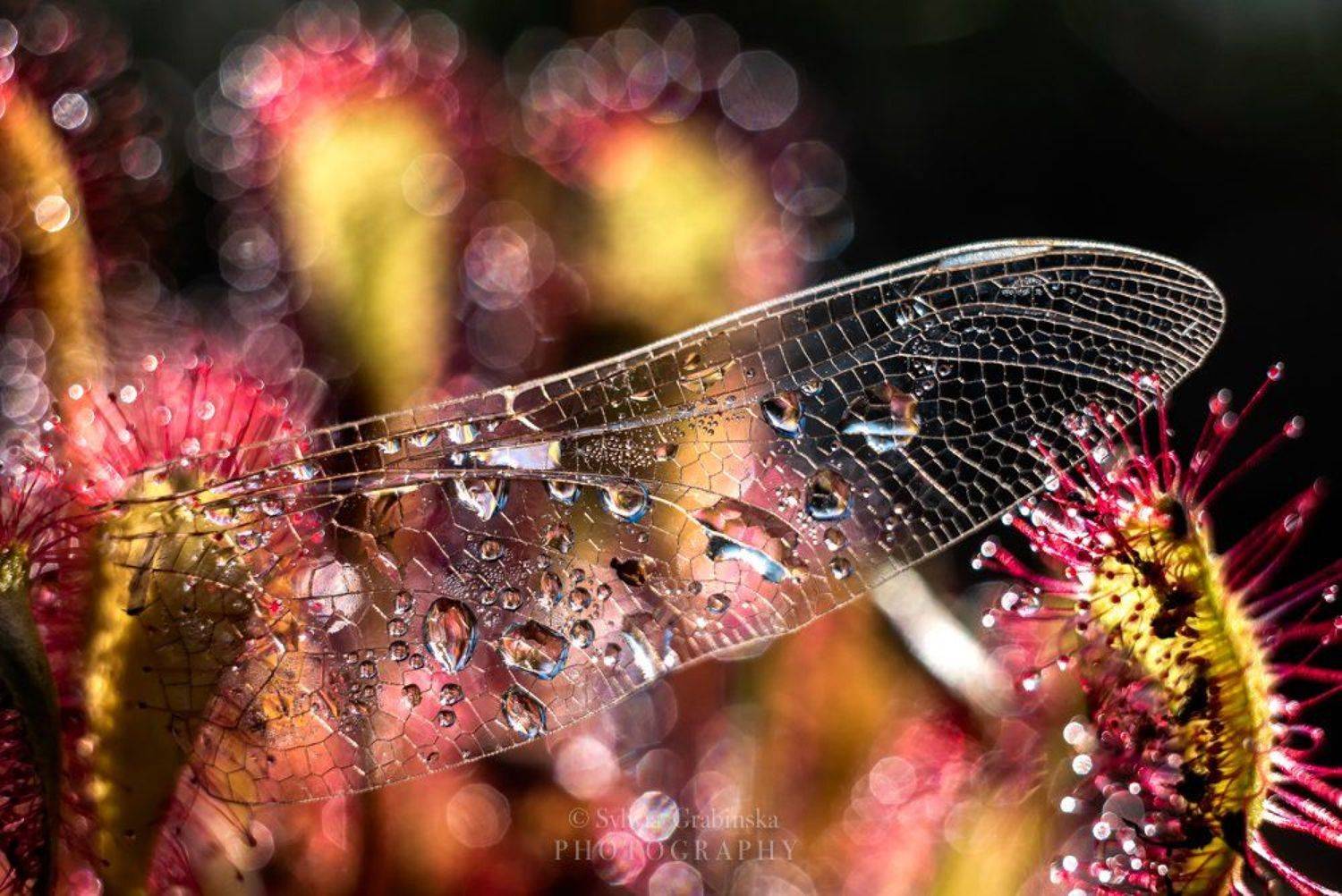 sundew, plants, macro, helios, 58mm, nature, wing,, Sylwia Grabinska