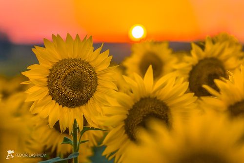 Мечта Ван Гога