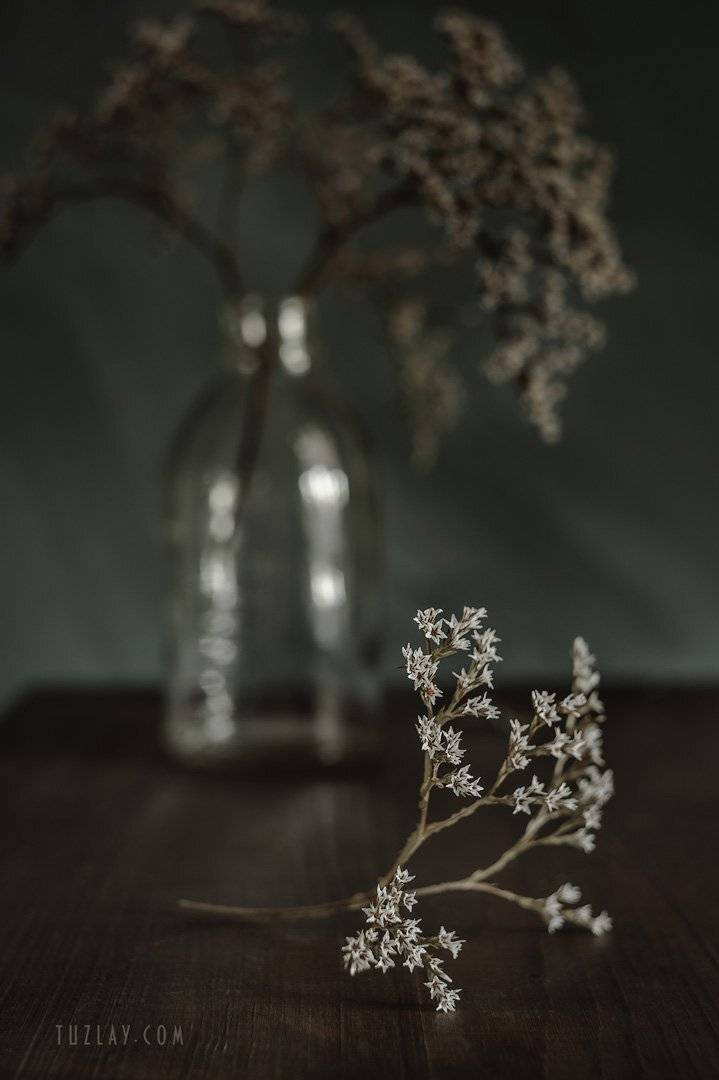 углостебельник, цветы-звёздочки, гелиос 44-2, Владимир Тузлай