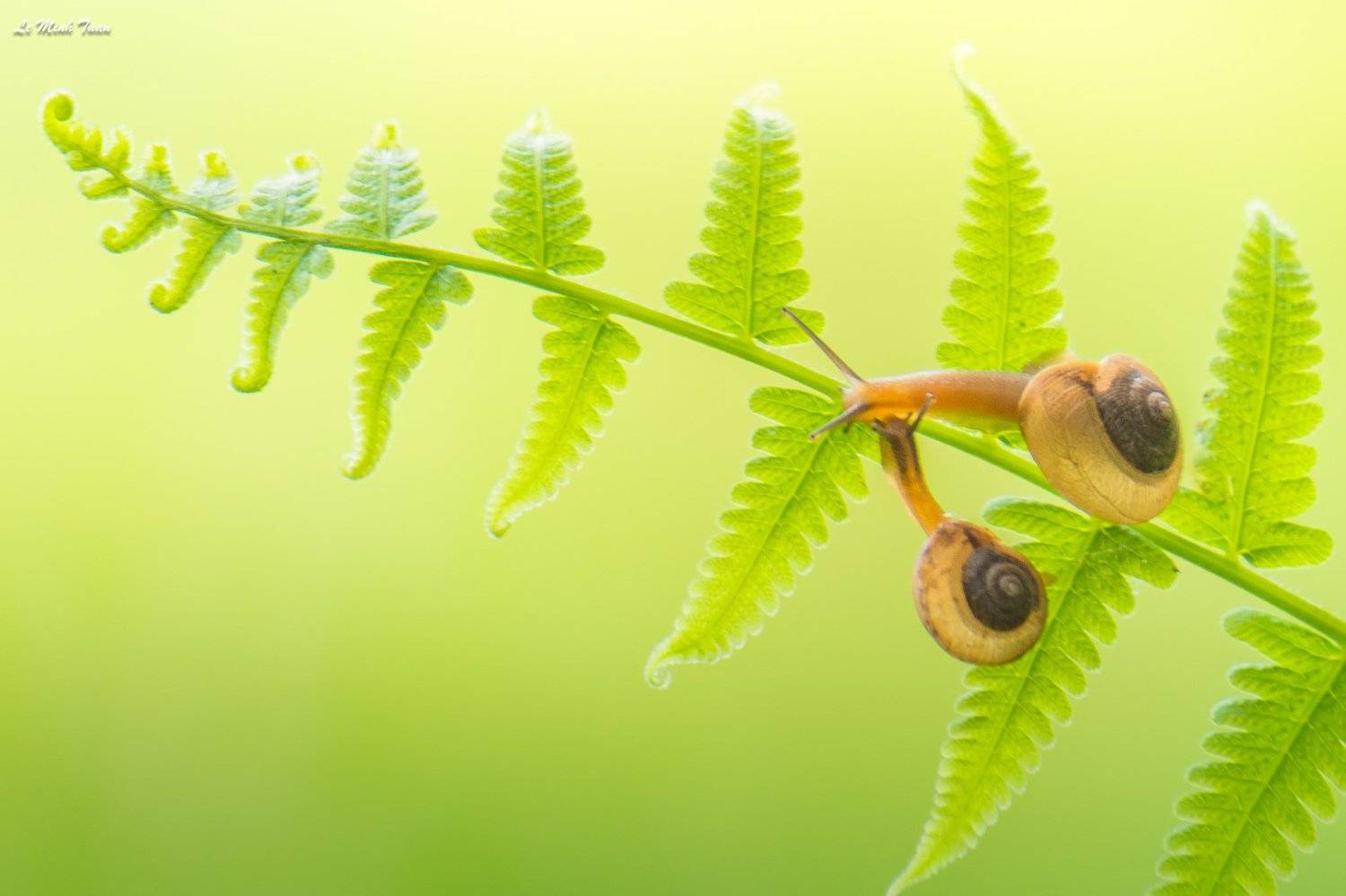 snails, L&ecirc; Minh Tuấn