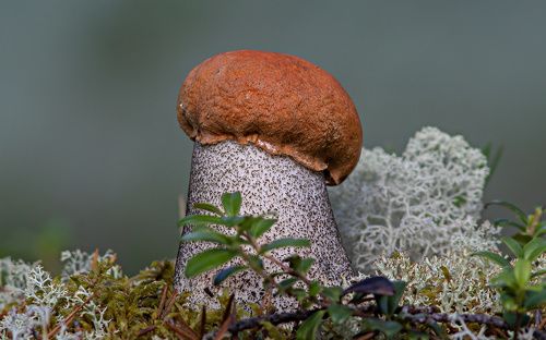 Первые в этом сезоне