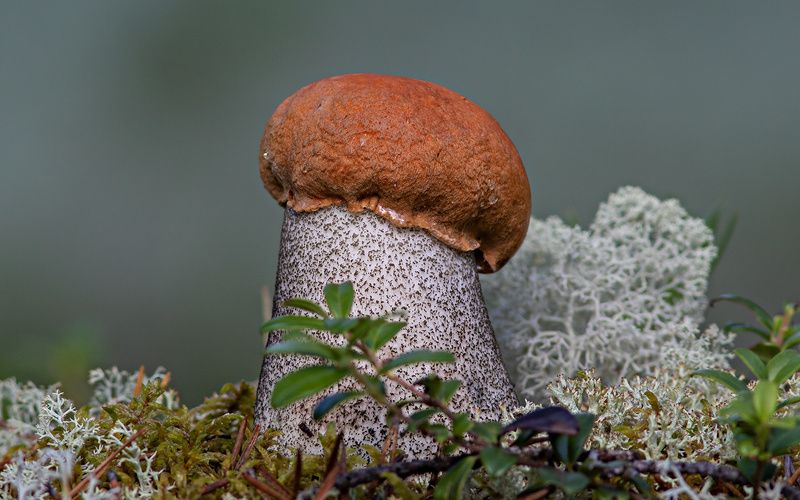 грибы,природа,север,коми,бор,лето Первые в этом сезоне фото превью