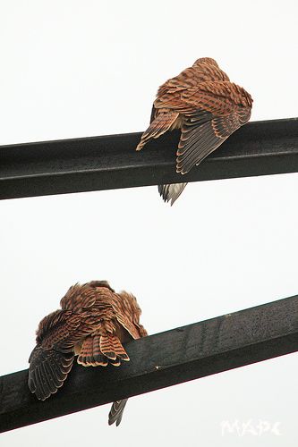 В ожидании мамы