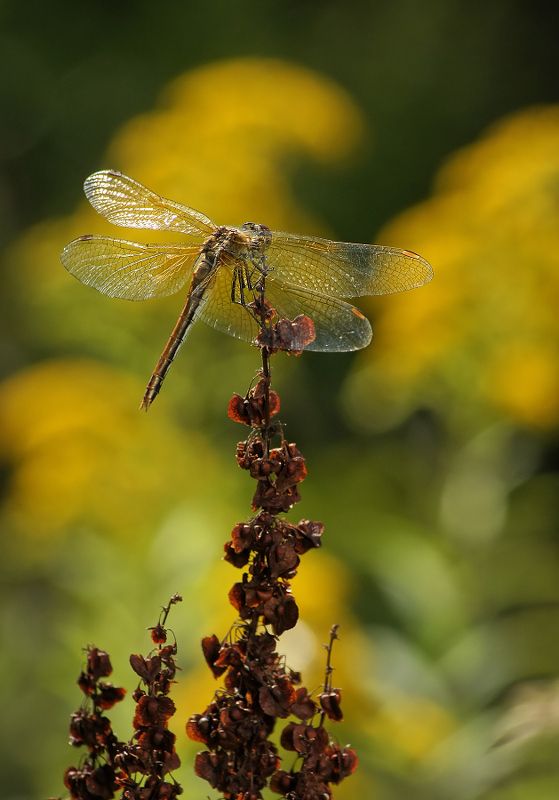 Попрыгунья фото превью