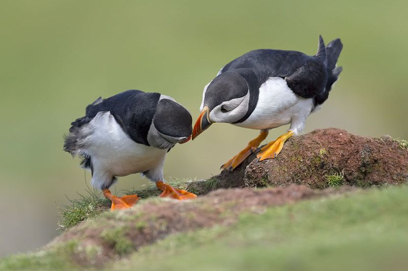 Puffins (Атлантический буревестник) фото превью