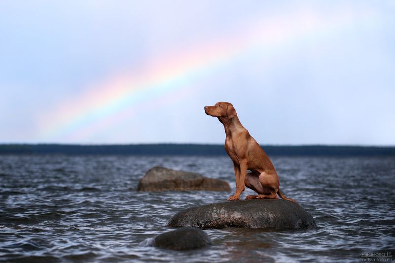 *** фото превью