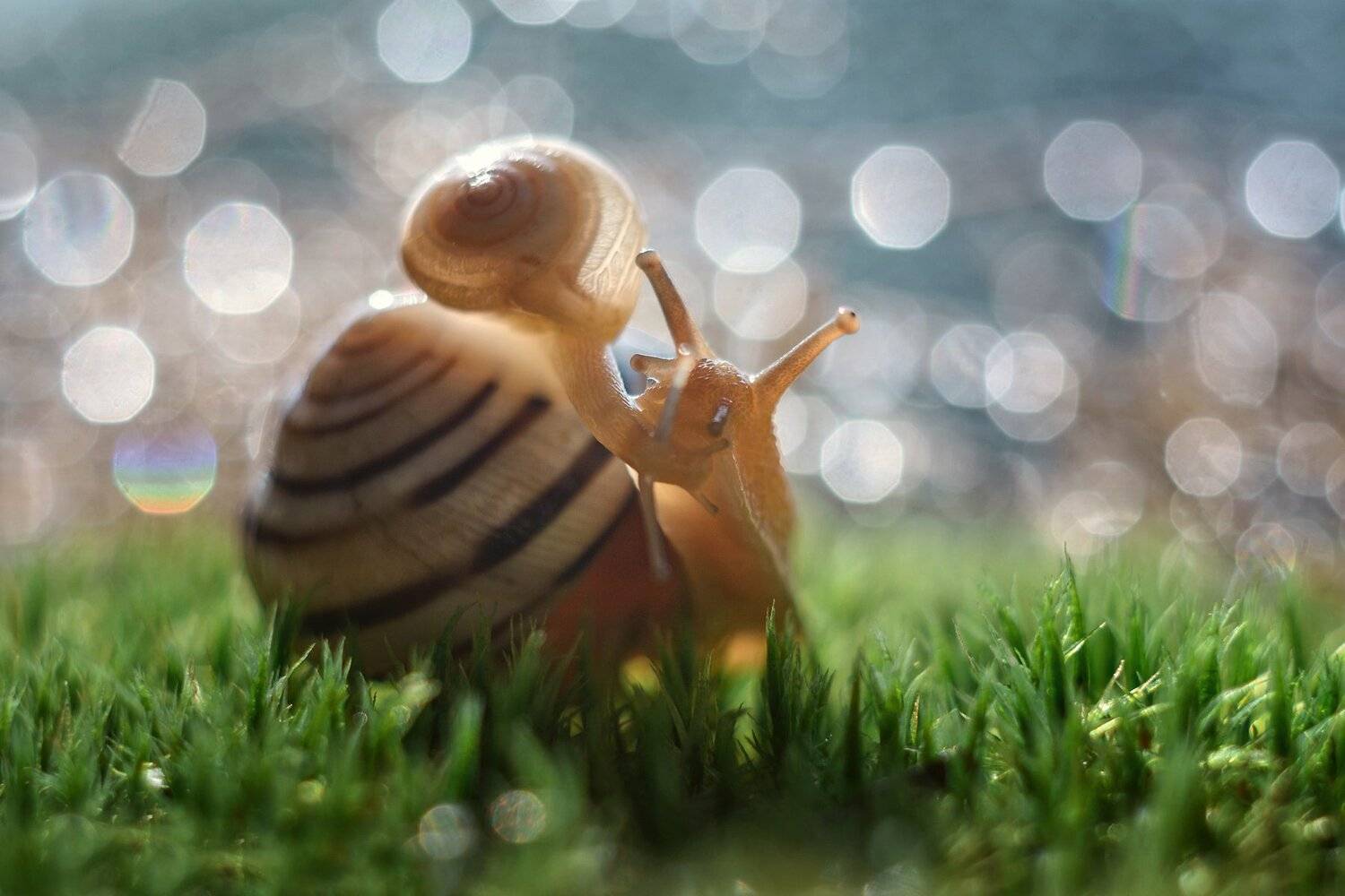 макро, макрофото, улитка, гриб, дождь, лес, природа, капли, никон, сигма, гелиос, macro, macro, snail, mushroom, rain, forest, nature, drops, nikon, sigma, sigma105,, Анна Дегтярёва