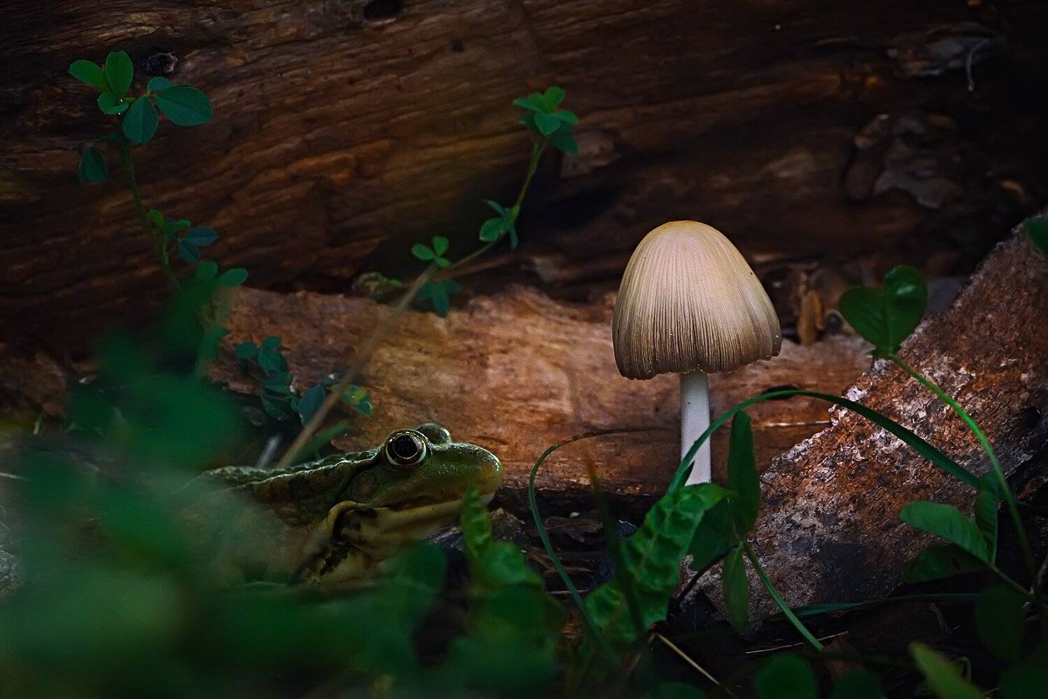 лягушка,свет,гриб,трава,лист,глаза,дерево, Юрий Котов