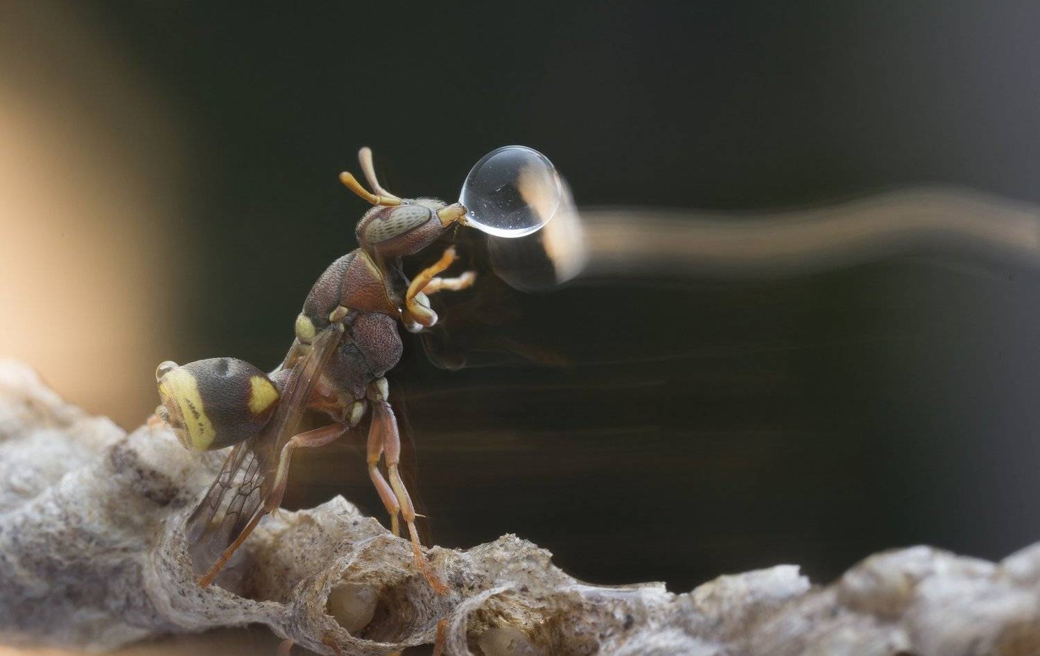 #wasp#waterbubble#macro#colors#longexposure, Choo How Lim