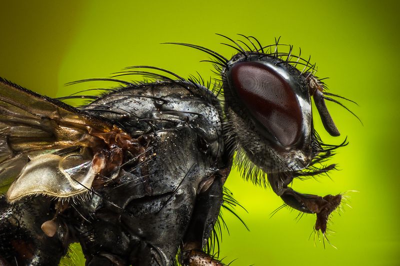 муха, макро. Муха фото превью