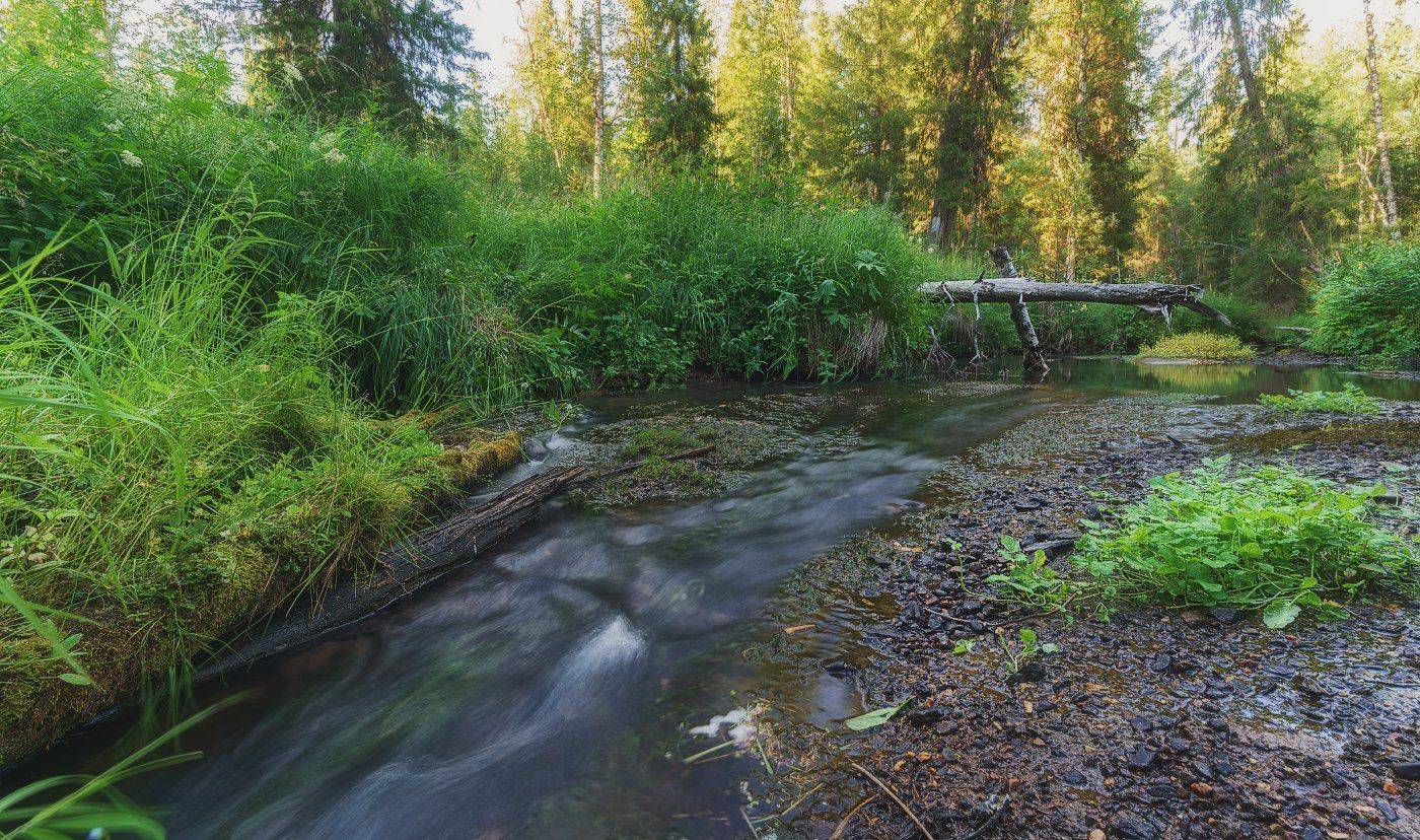 печора,коми,лес, Игорь Подобаев